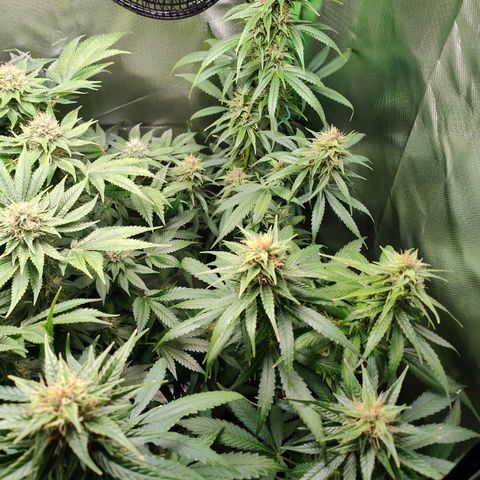 Critical (RQS) & Super- Skunk growlog timeline photo