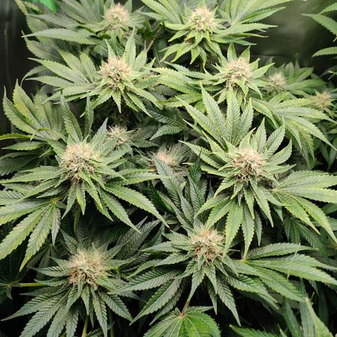 Critical (RQS) & Super- Skunk growlog timeline photo