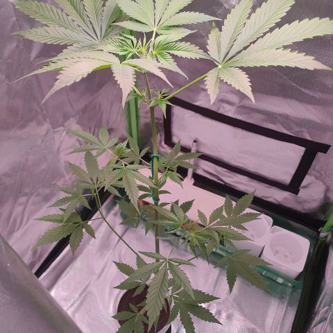 Bubble Gum x OG Kush x Critical Auto growlog timeline photo