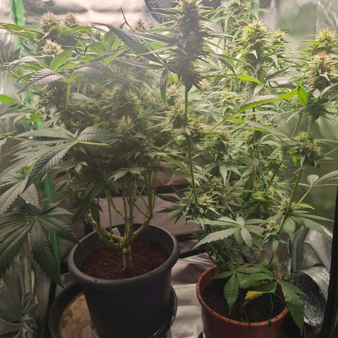 Critical (RQS) & Super- Skunk growlog timeline photo