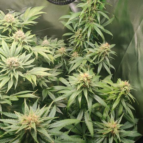 Critical (RQS) & Super- Skunk growlog timeline photo
