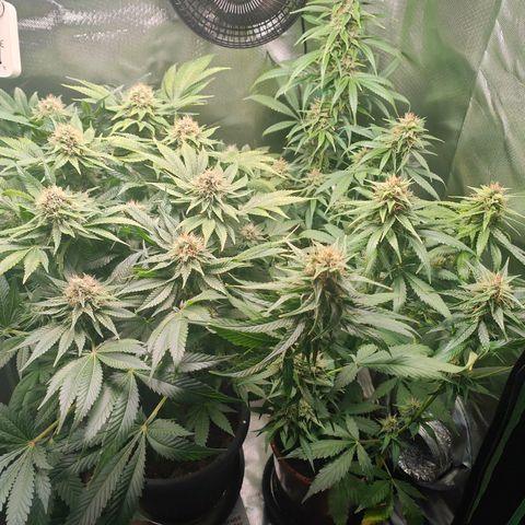 Critical (RQS) & Super- Skunk growlog timeline photo