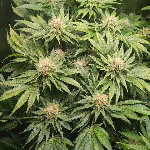 Critical (RQS) & Super- Skunk growlog timeline photo