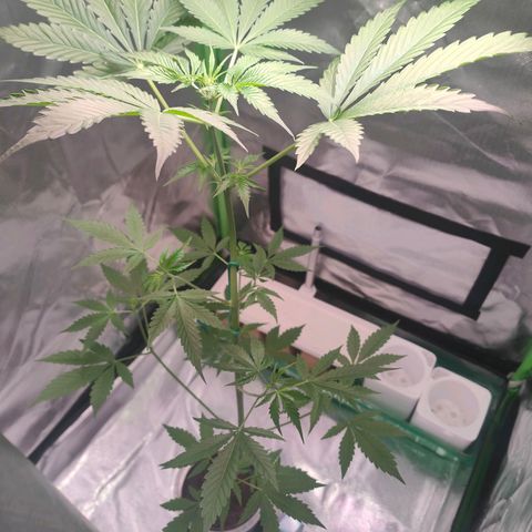 Bubble Gum x OG Kush x Critical Auto growlog timeline photo