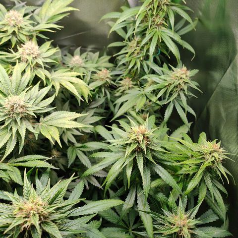 Critical (RQS) & Super- Skunk growlog timeline photo
