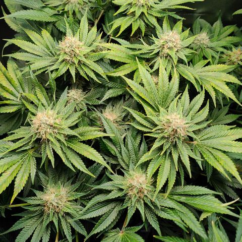 Critical (RQS) & Super- Skunk growlog timeline photo