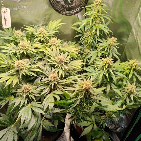 Critical (RQS) & Super- Skunk growlog timeline photo