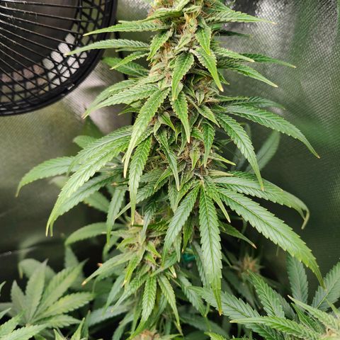 Critical (RQS) & Super- Skunk growlog timeline photo