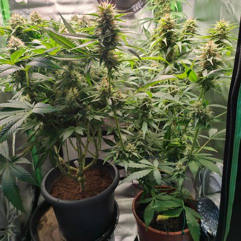 Critical (RQS) & Super- Skunk growlog timeline photo