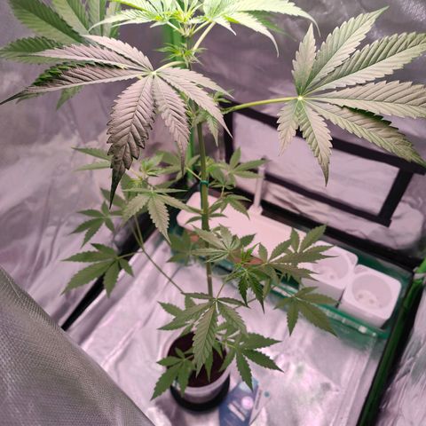 Bubble Gum x OG Kush x Critical Auto growlog timeline photo