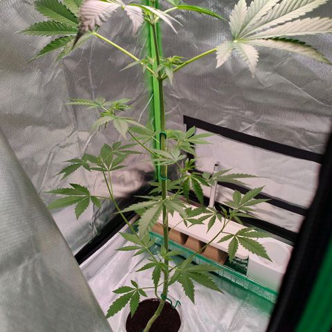 Bubble Gum x OG Kush x Critical Auto growlog timeline photo