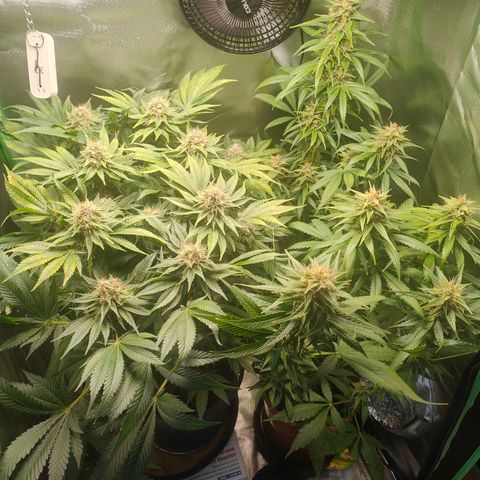Critical (RQS) & Super- Skunk growlog timeline photo