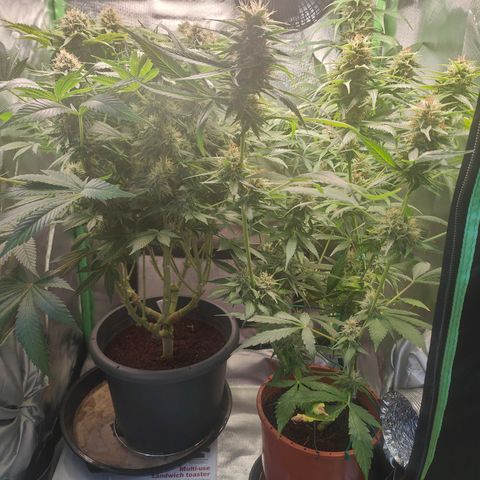 Critical (RQS) & Super- Skunk growlog timeline photo