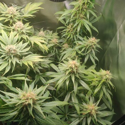 Critical (RQS) & Super- Skunk growlog timeline photo