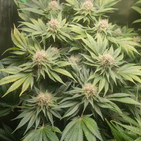 Critical (RQS) & Super- Skunk growlog timeline photo