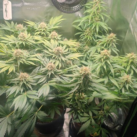 Critical (RQS) & Super- Skunk growlog timeline photo