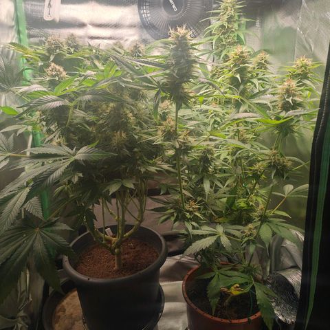 Critical (RQS) & Super- Skunk growlog timeline photo
