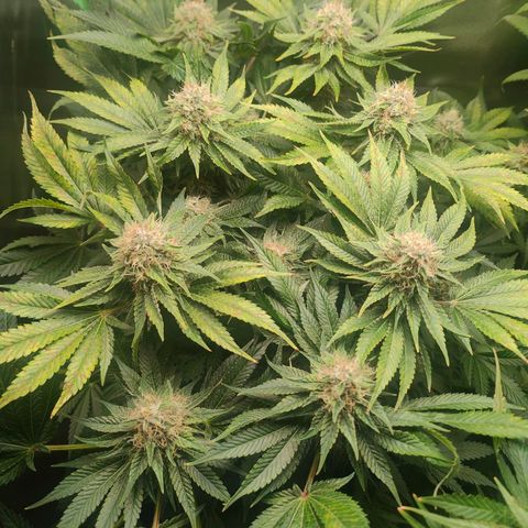 Critical (RQS) & Super- Skunk growlog timeline photo