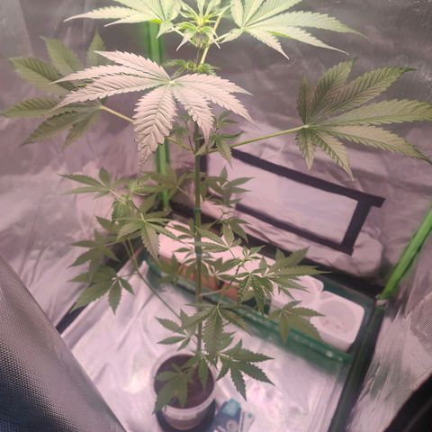 Bubble Gum x OG Kush x Critical Auto growlog timeline photo