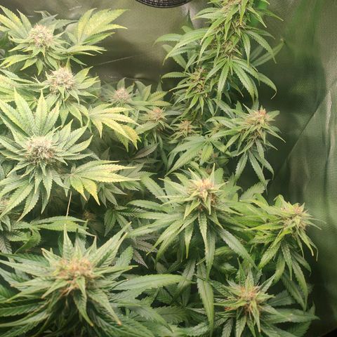 Critical (RQS) & Super- Skunk growlog timeline photo