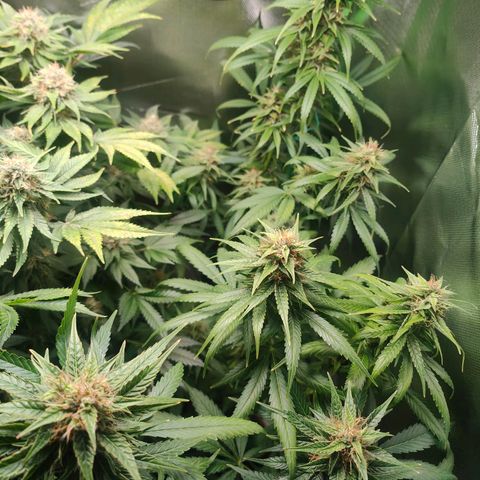 Critical (RQS) & Super- Skunk growlog photo: Minimal entlaubt & mit Final Part gegossen 😊