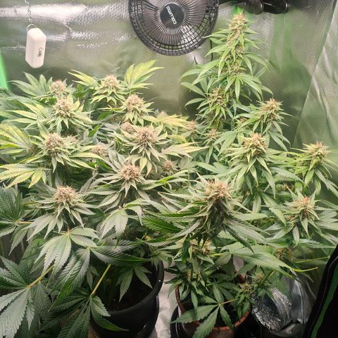Critical (RQS) & Super- Skunk growlog photo: Minimal entlaubt & mit Final Part gegossen 😊