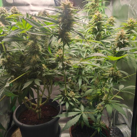 Critical (RQS) & Super- Skunk growlog photo: Minimal entlaubt & mit Final Part gegossen 😊