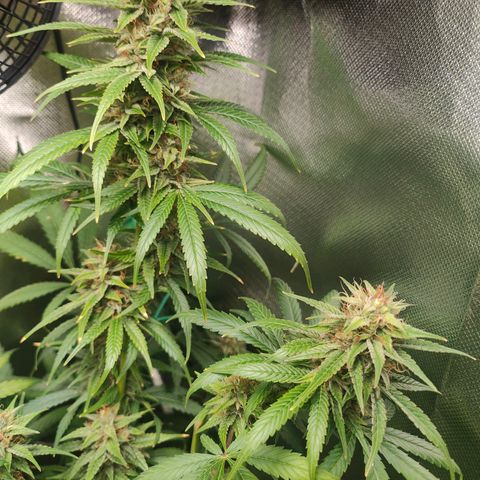 Critical (RQS) & Super- Skunk growlog photo: Minimal entlaubt & mit Final Part gegossen 😊