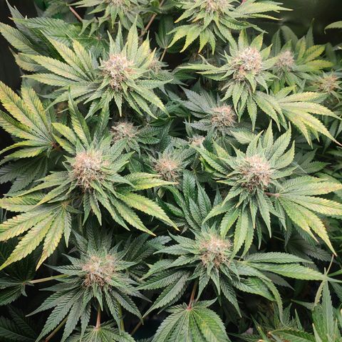 Critical (RQS) & Super- Skunk growlog photo: Minimal entlaubt & mit Final Part gegossen 😊