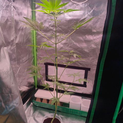 Bubble Gum x OG Kush x Critical Auto growlog timeline photo