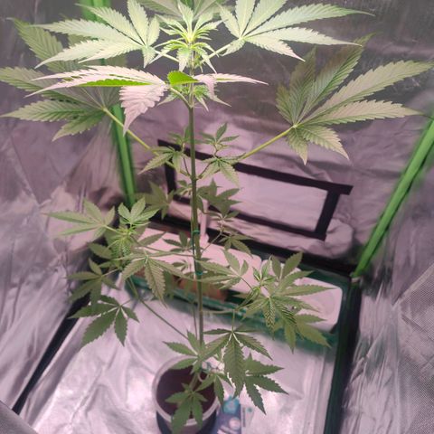 Bubble Gum x OG Kush x Critical Auto growlog timeline photo