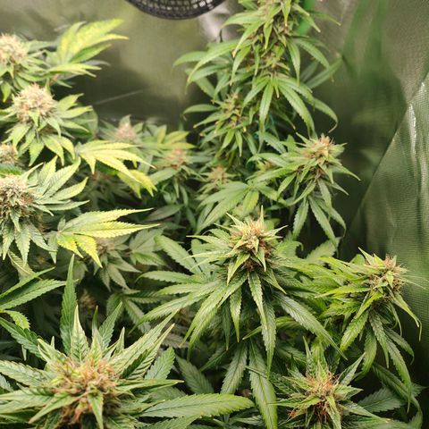 Critical (RQS) & Super- Skunk growlog timeline photo
