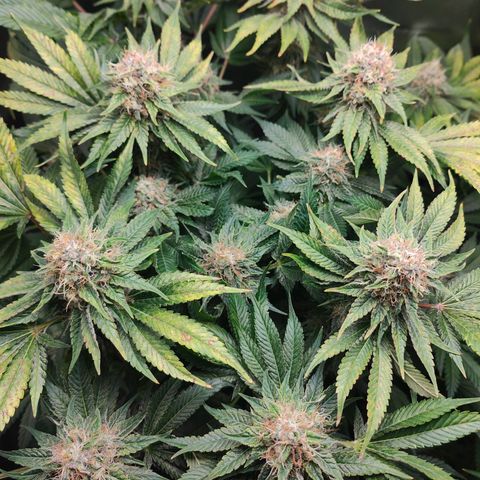 Critical (RQS) & Super- Skunk growlog timeline photo