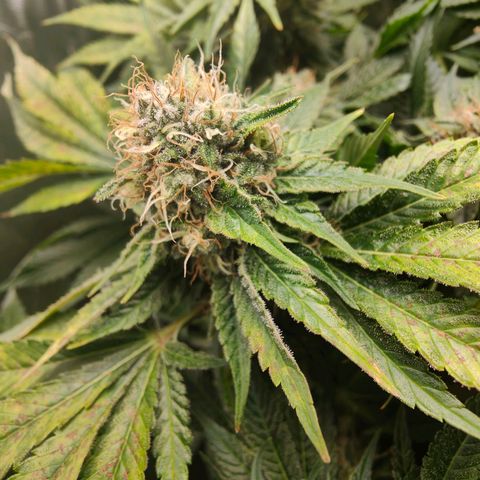 Critical (RQS) & Super- Skunk growlog timeline photo