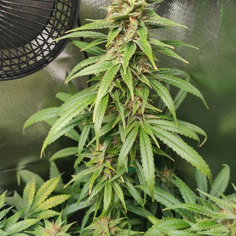 Critical (RQS) & Super- Skunk growlog timeline photo
