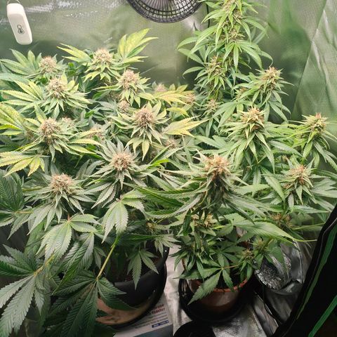 Critical (RQS) & Super- Skunk growlog timeline photo