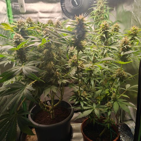 Critical (RQS) & Super- Skunk growlog timeline photo