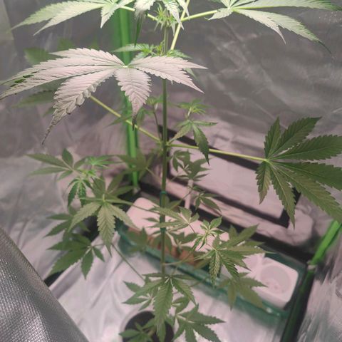 Bubble Gum x OG Kush x Critical Auto growlog timeline photo