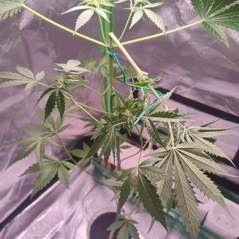 Bubble Gum x OG Kush x Critical Auto growlog photo: 😅 sieht extrem aus! Mal gucken 🙈