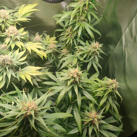 Critical (RQS) & Super- Skunk growlog timeline photo