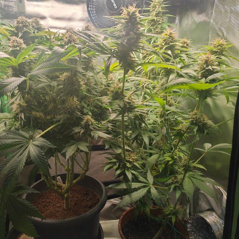 Critical (RQS) & Super- Skunk growlog timeline photo