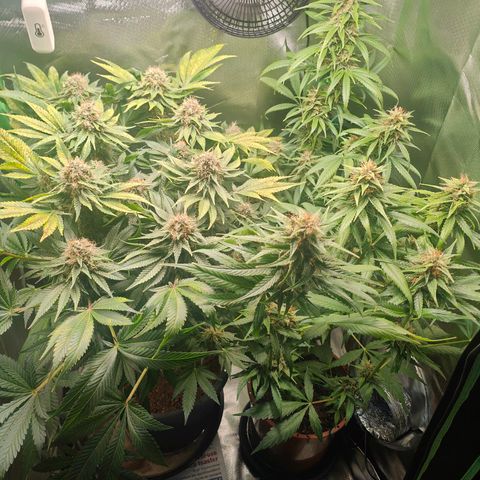 Critical (RQS) & Super- Skunk growlog timeline photo