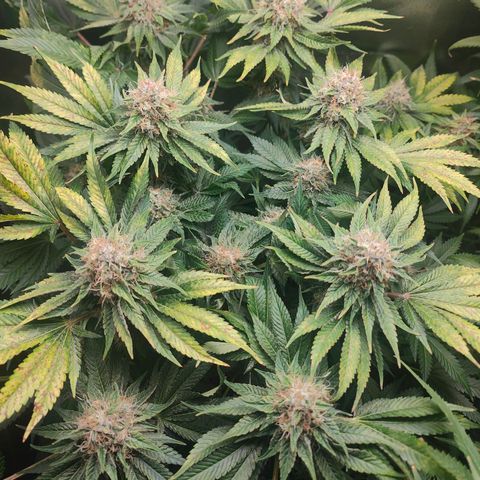 Critical (RQS) & Super- Skunk growlog timeline photo