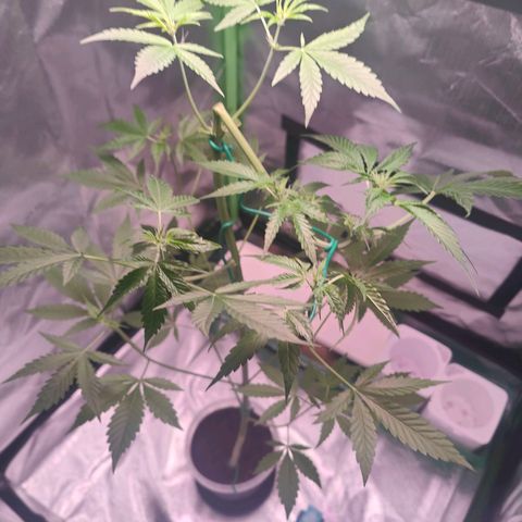 Bubble Gum x OG Kush x Critical Auto growlog timeline photo