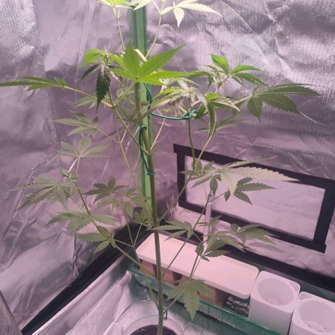 Bubble Gum x OG Kush x Critical Auto growlog timeline photo