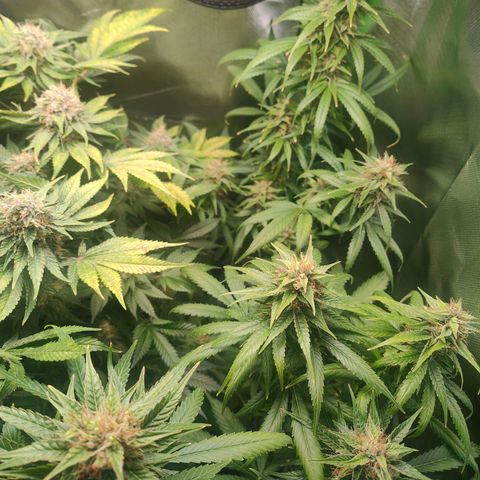 Critical (RQS) & Super- Skunk growlog timeline photo
