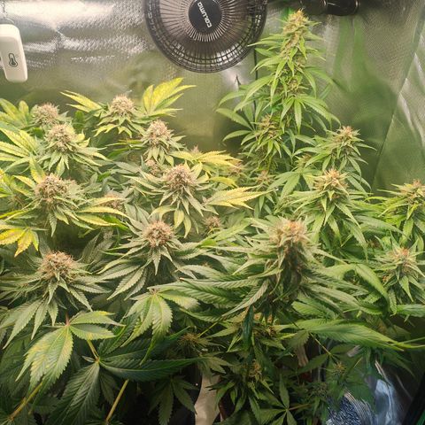 Critical (RQS) & Super- Skunk growlog timeline photo