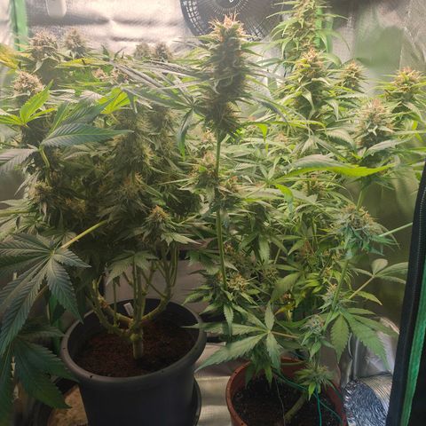 Critical (RQS) & Super- Skunk growlog timeline photo