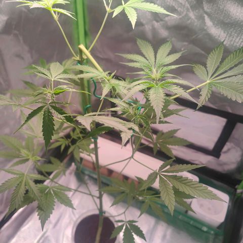 Bubble Gum x OG Kush x Critical Auto growlog timeline photo