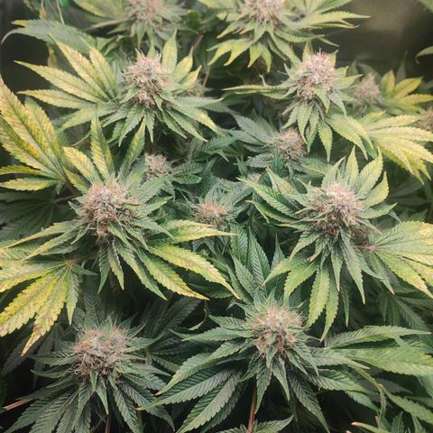 Critical (RQS) & Super- Skunk growlog timeline photo